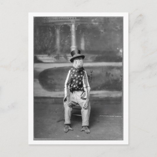 服を着たヒヒヴィンテージ ポストカード (正面)