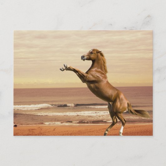 朝に向かって敬礼する ポストカード (正面)