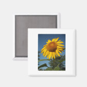 朝のひまわり マグネット (正面/裏面)