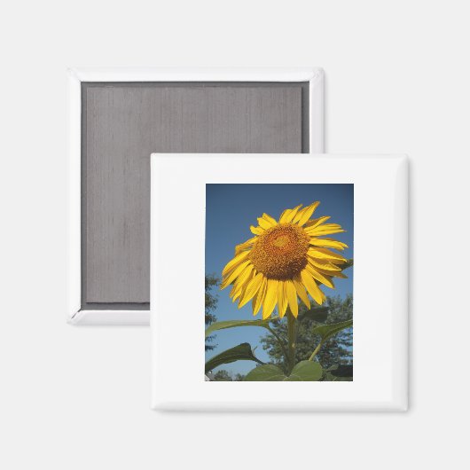 朝のひまわり マグネット (正面/裏面)
