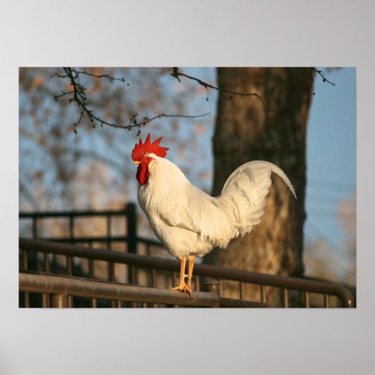 「朝のバンタム」 ポスター (正面)