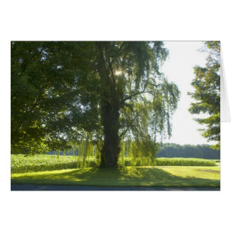 朝のヤナギ-休日明るい日光始めて下さい