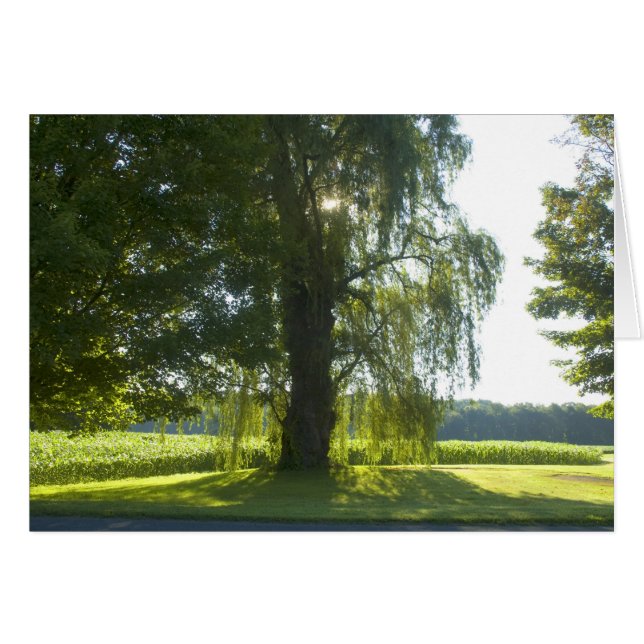 朝のヤナギ-休日明るい日光始めて下さい (正面横)