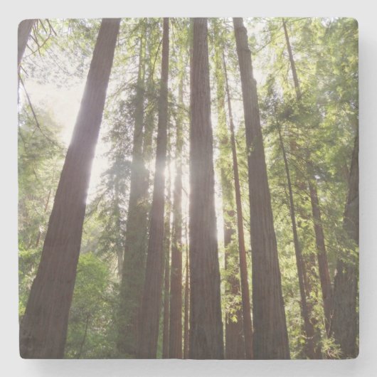 朝のレッドウッズまで ストーンコースター (正面)