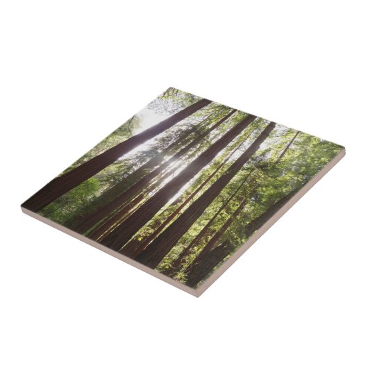 朝のレッドウッズまで タイル (側面)