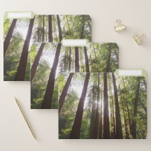 朝のレッドウッズまで