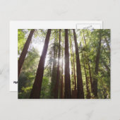 朝のレッドウッズまで ポストカード (正面/裏面)