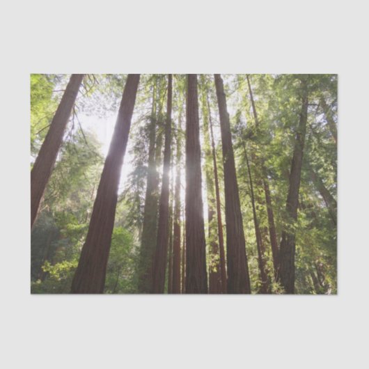 朝のレッドウッズまで 薄葉紙 (正面)