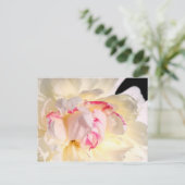 朝の光の中の牡丹 ポストカード (スタンド正面)