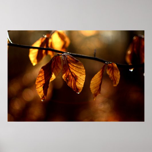朝の太陽によってついているブラウンの葉 ポスター (正面)