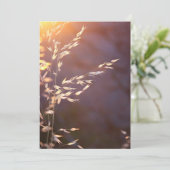 朝の小麦 サンキューカード (スタンド正面)