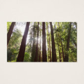 朝の巨木まで (裏面)