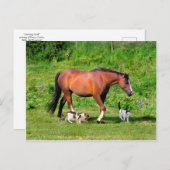 「朝の散歩」はがき ポストカード (正面/裏面)