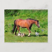 「朝の散歩」はがき ポストカード (正面)