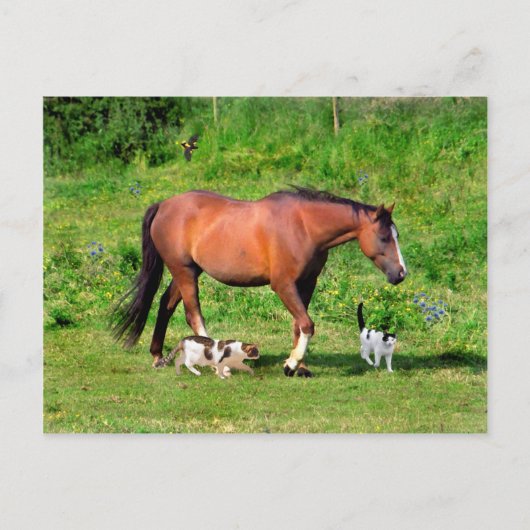 「朝の散歩」はがき ポストカード (正面)