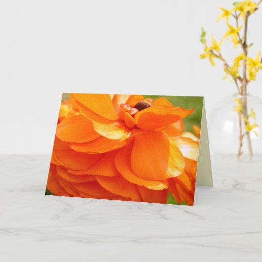 朝の日光 カード (黄色い花)