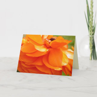 朝の日光 カード