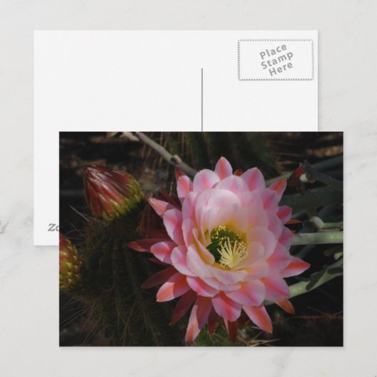 朝の日陰 ポストカード (正面/裏面)