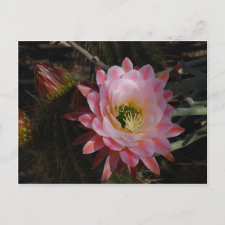 朝の日陰 ポストカード