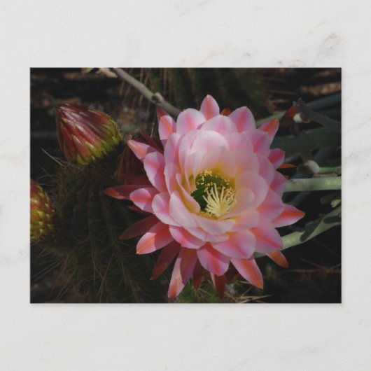 朝の日陰 ポストカード (正面)