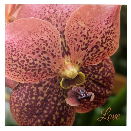 朝の蘭 タイル (正面)