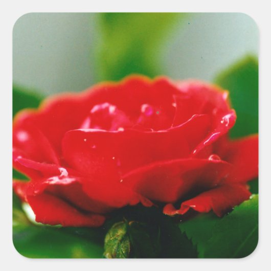 朝の赤いバラが露の雫で覆われている スクエアシール (正面)