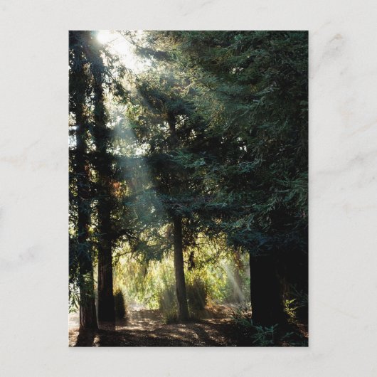 朝の赤木 ポストカード (正面)