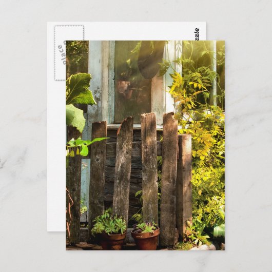 朝の陽光の中で成長し過ぎた庭 ポストカード (正面/裏面)
