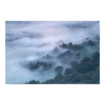 朝の霧が木々をかすめて流れていく