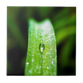 朝の露の水滴 タイル (正面)