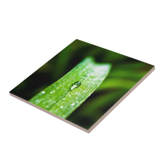 朝の露の水滴 タイル (側面)