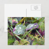 朝の露 ポストカード (正面/裏面)