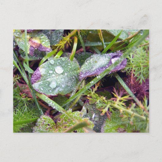 朝の露 ポストカード (正面)