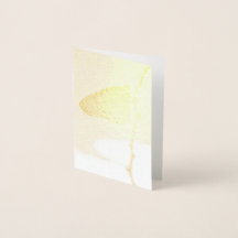 朝ライトの(昆虫)オオカバマダラ、モナーク