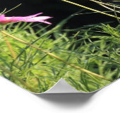 朝日にピンクのコスモス ポスター (角)