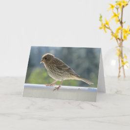 朝日にフィンチ。 カード