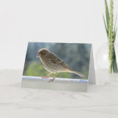 朝日にフィンチ。 カード (正面)