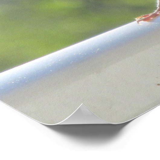 朝日にフィンチ。 ポスター (角)