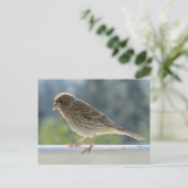 朝日にフィンチ。 ポストカード (スタンド正面)