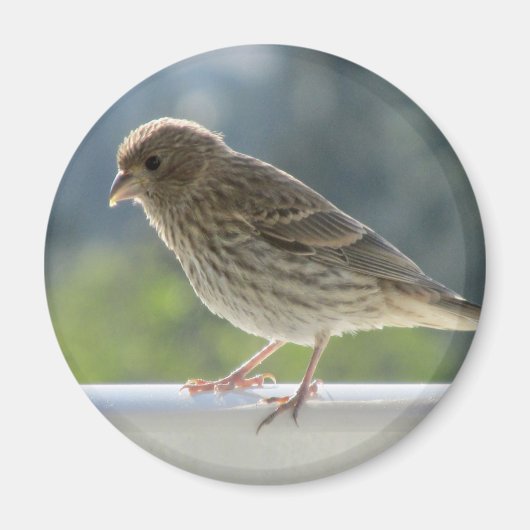 朝日にフィンチ。 マグネット (正面)