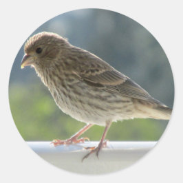 朝日にフィンチ。 ラウンドシール