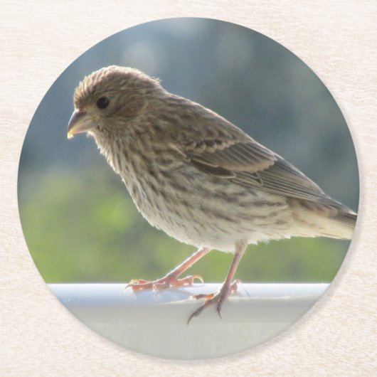 朝日にフィンチ。 ラウンドペーパーコースター (正面)