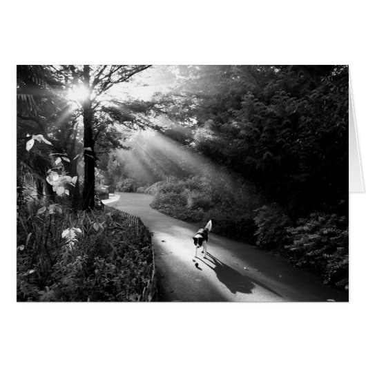 朝日の中の犬 (正面横)