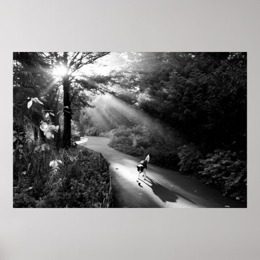 朝日の中の犬 ポスター (正面)