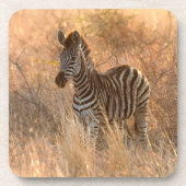 朝日の出の写真のゼブラ コースター (正面)