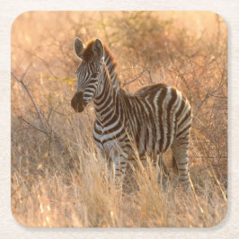 朝日の出の写真のゼブラ スクエアペーパーコースター