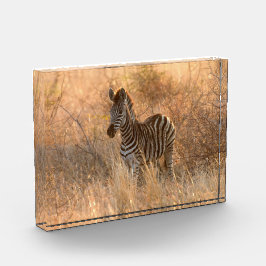 朝日の出の写真のゼブラ フォトブロック