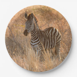 朝日の出の写真のゼブラ ペーパープレート