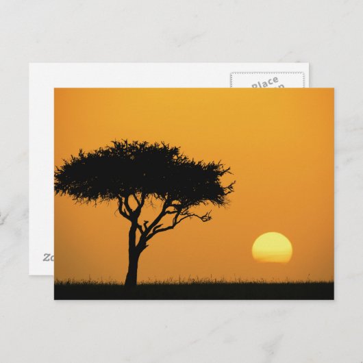 朝日独身のにシルエットしたアカシアの木マサイ ポストカード (正面/裏面)