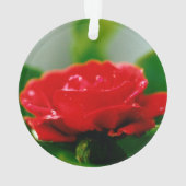 朝赤バラが露で覆われた オーナメント (裏面)